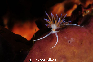 Bodrum SmallReef by Levent Albas 